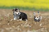 CORGI PEMBROKE 568